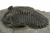 Hollardops Trilobite Fossil - Ofaten, Morocco #312771-2